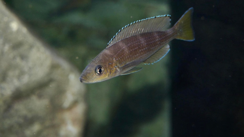 Paracyprichromis sp. 'brieni two-stripe' Izinga